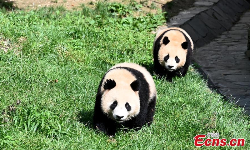 Giant pandas enjoy early autumn at Shenshuping Base - Global Times