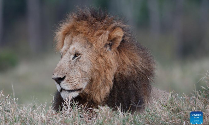 Photo taken on Aug. 30, 2021 shows a lion at Maasai Mara National Reserve in southwestern Kenya. Kenya has released the results of a three-month wildlife census that reveal a slight increase in the population of iconic large herbivores including elephants and rhinos. Photo:Xinhua