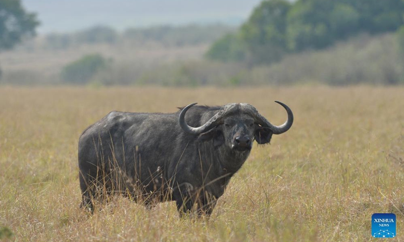 Photo taken on Aug. 31, 2021 shows a buffalo at Maasai Mara National Reserve in southwestern Kenya. Kenya has released the results of a three-month wildlife census that reveal a slight increase in the population of iconic large herbivores including elephants and rhinos. Photo:Xinhua
