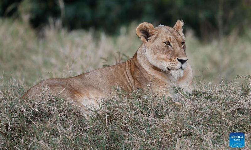 Photo taken on Aug. 30, 2021 shows a lion at Maasai Mara National Reserve in southwestern Kenya. Kenya has released the results of a three-month wildlife census that reveal a slight increase in the population of iconic large herbivores including elephants and rhinos. Photo:Xinhua