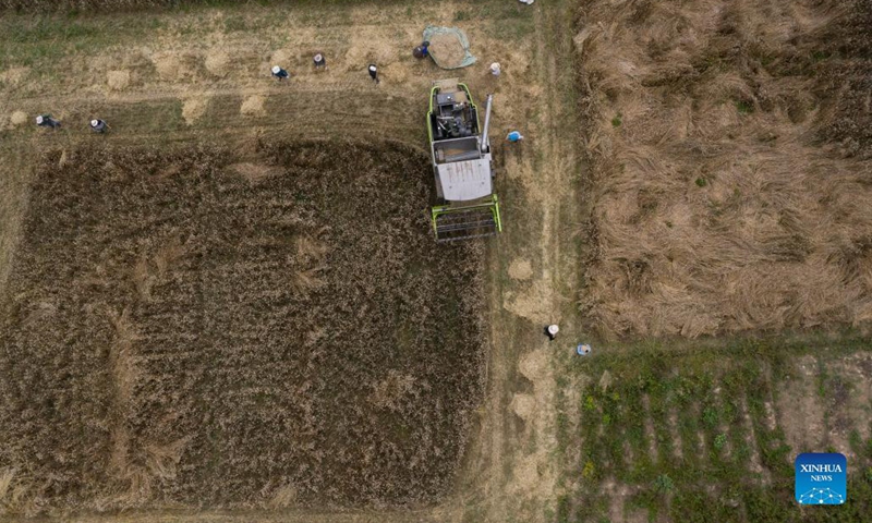 Aerial photo taken on Sept. 6, 2021 shows a highland barley field at Kere Village of Dagze District, Lhasa, capital of southwest China's Tibet Autonomous Region.(Photo: Xinhua)