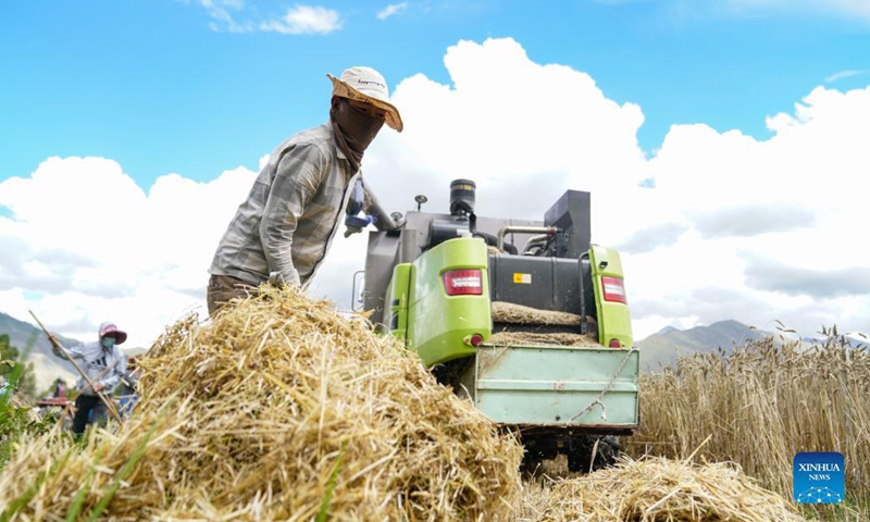 Farmers harvest highland barley at Kere Village of Dagze District, Lhasa, capital of southwest China's Tibet Autonomous Region, Sept. 6, 2021.(Photo: Xinhua)