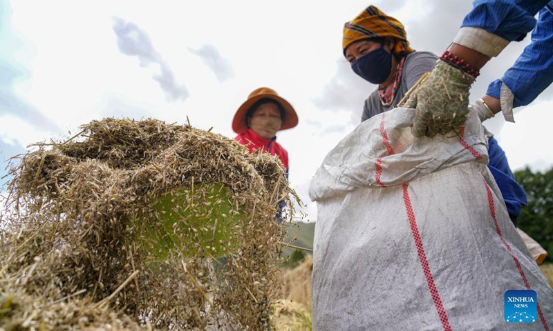 Farmers harvest highland barley at Kere Village of Dagze District, Lhasa, capital of southwest China's Tibet Autonomous Region, Sept. 6, 2021.(Photo: Xinhua)