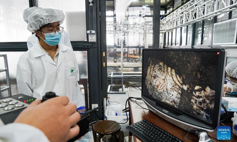 Archaeologists use equipments to observe the No. 5 sacrificial pit of the Sanxingdui Ruins site in southwest China's Sichuan Province, Sept. 7, 2021. More than 500 pieces of relics have been discovered in recent months at the legendary Sanxingdui Ruins site, dazzling archaeologists with their historical value as well as the display of creativity and ingenuity. Photo: Xinhua 