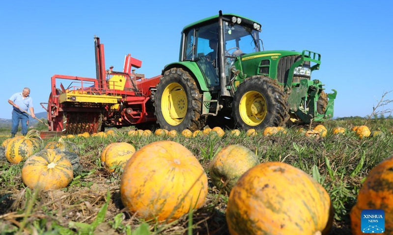 Farmers harvest pumpkins for their seeds on a farm in Jaskovo, Croatia, on Sept. 8, 2021.Photo:Xinhua