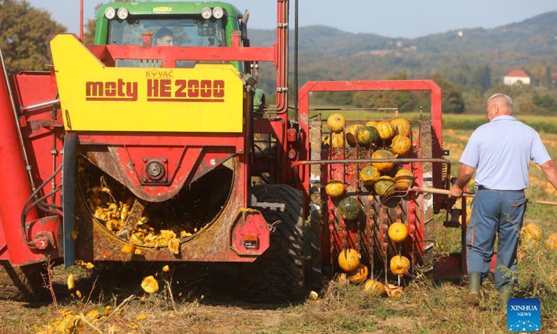 Farmers harvest pumpkins for their seeds on a farm in Jaskovo, Croatia, on Sept. 8, 2021.Photo:Xinhua