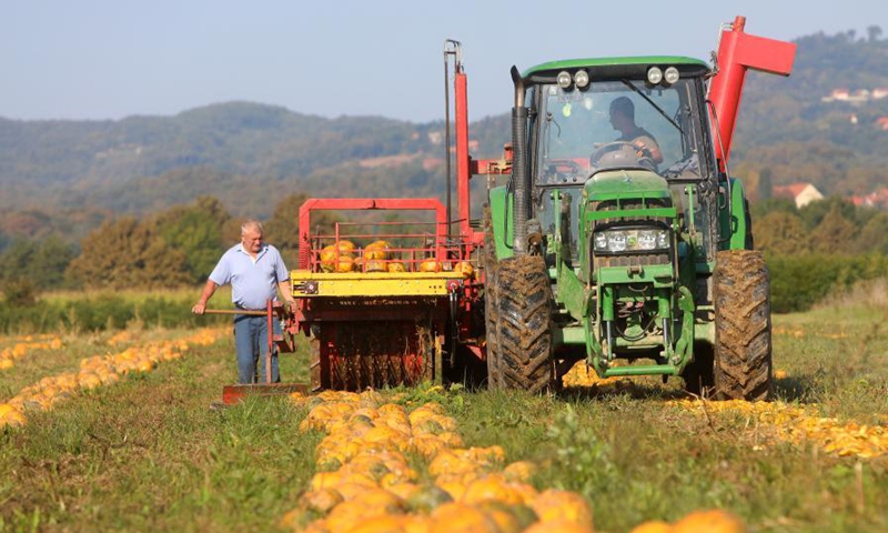 Farmers harvest pumpkins for their seeds on a farm in Jaskovo, Croatia, on Sept. 8, 2021.Photo:Xinhua