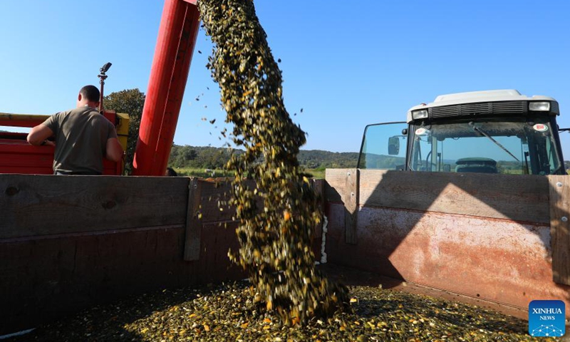 Farmers harvest pumpkins for their seeds on a farm in Jaskovo, Croatia, on Sept. 8, 2021.Photo:Xinhua