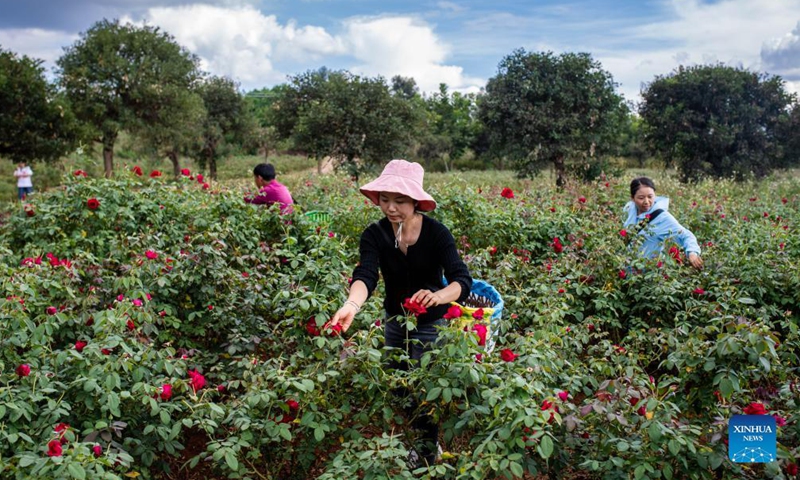 Villagers harvest edible roses in Mile, southwest China's Yunnan Province, Sept. 9, 2021. About 73.33 hectares of edible roses have been planted in Xiaohebian Village of Mile in recent years. The edible rose industry has helped promote local agriculture and boost the income of locals.Photo:Xinhua