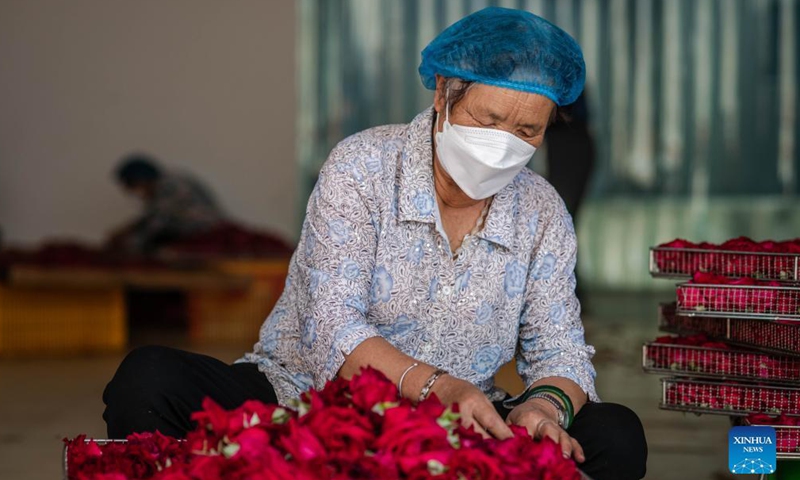 A worker processes edible roses in Mile, southwest China's Yunnan Province, Sept. 9, 2021. About 73.33 hectares of edible roses have been planted in Xiaohebian Village of Mile in recent years. The edible rose industry has helped promote local agriculture and boost the income of locals.Photo:Xinhua
