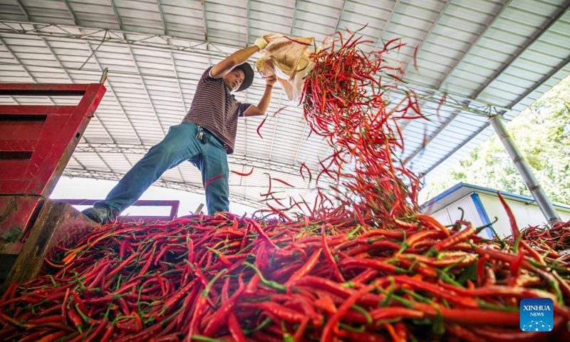 A villager sorts out harvested chili peppers in Zhaile Township of Nayong County of Bijie City, southwest China's Guizhou Province, Sept. 11, 2021. (Photo by Luo Dafu/Xinhua) 