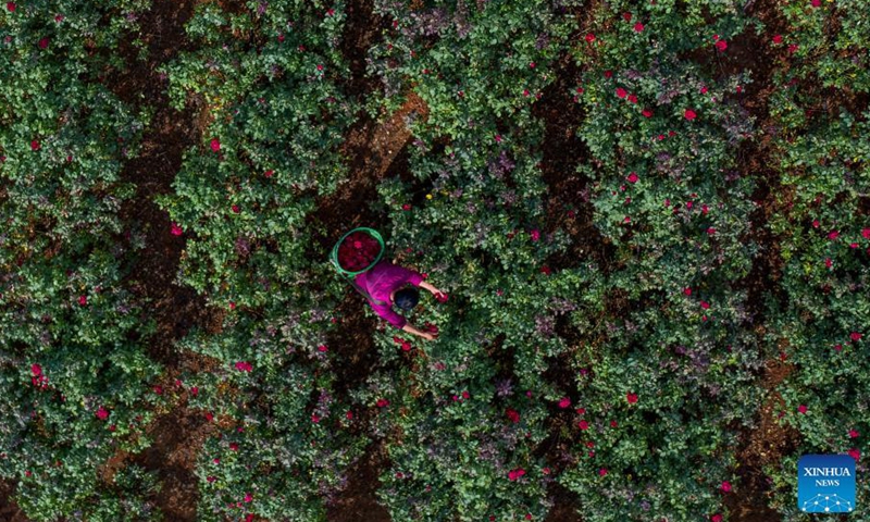 Aerial photo shows villagers picking edible roses in Mile, southwest China's Yunnan Province, Sept. 9, 2021. About 73.33 hectares of edible roses have been planted in Xiaohebian Village of Mile in recent years. The edible rose industry has helped promote local agriculture and boost the income of locals.Photo:Xinhua