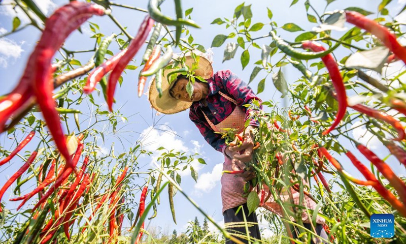 A villager harvests chili peppers in Zhaile Township of Nayong County of Bijie City, southwest China's Guizhou Province, Sept. 11, 2021. (Photo by Luo Dafu/Xinhua) 
