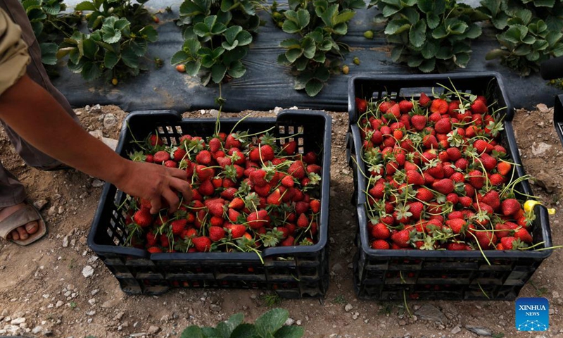 A farmer harvests fresh strawberries on a farm in the Sanhan district near Sanaa, Yemen, on Sept. 10, 2021. Photo: Xinhua