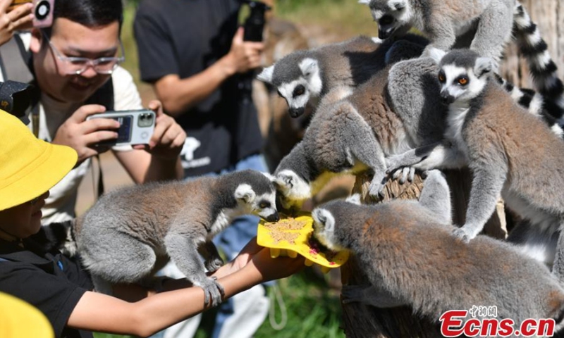 Lemuridaes share special mooncakes made by children at the Yunnan Safari Park in Kunming, capital of southwest China's Yunnan Province, September 12, 2021.Photo: CNSPhoto
