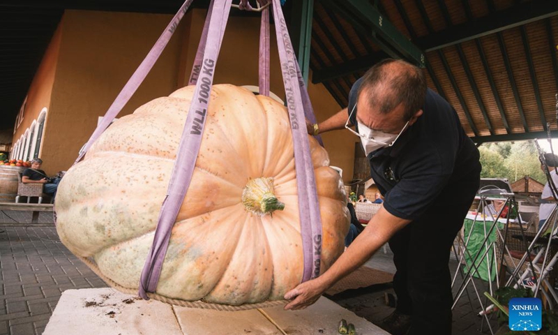 A staff member weighs a pumpkin during a traditional pumpkin festival in Lohmar, a town near Cologne, Germany, on Sept. 12, 2021.(Photo: Xinhua)