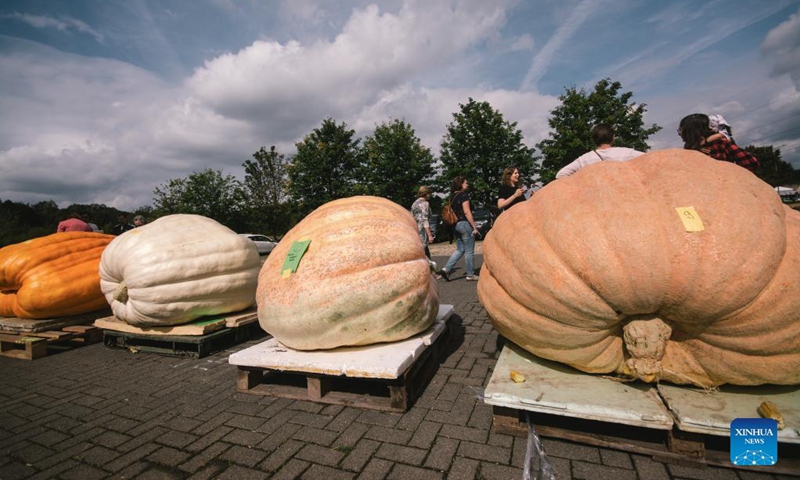 Giant pumpkins are seen during a traditional pumpkin festival in Lohmar, a town near Cologne, Germany, on Sept. 12, 2021. (Photo: Xinhua)