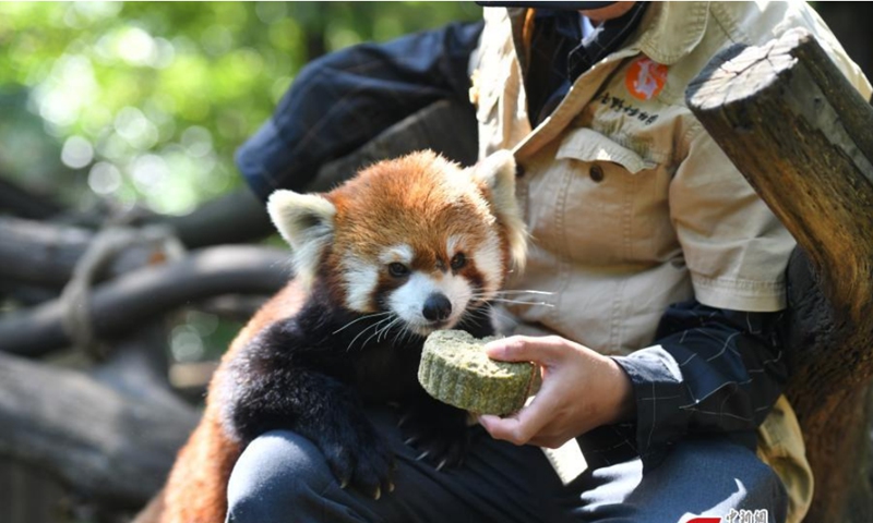 A red panda enjoys a special mooncake made by children at the Yunnan Safari Park in Kunming, capital of southwest China's Yunnan Province, September 12, 2021.Photo: CNSPhoto