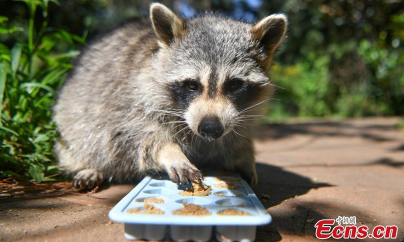 A raccoon enjoys special mooncakes at the Yunnan Safari Park in Kunming, capital of southwest China's Yunnan Province, September 12, 2021. Photo: CNSPhoto