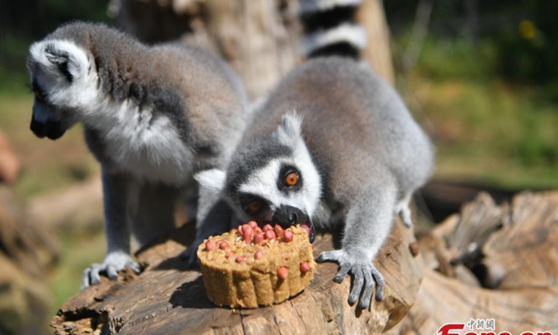 Lemuridaes share special mooncakes made by children at the Yunnan Safari Park in Kunming, capital of southwest China's Yunnan Province, September 12, 2021.Photo: CNSPhoto