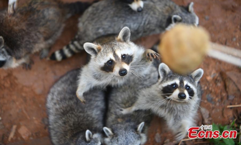 Raccoons enjoy special mooncakes at the Yunnan Safari Park in Kunming, capital of southwest China's Yunnan Province, September 12, 2021.Photo: CNSPhoto