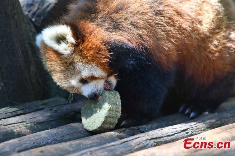 A red panda enjoys a special mooncake made by children at the Yunnan Safari Park in Kunming, capital of southwest China's Yunnan Province, September 12, 2021.Photo: CNSPhoto