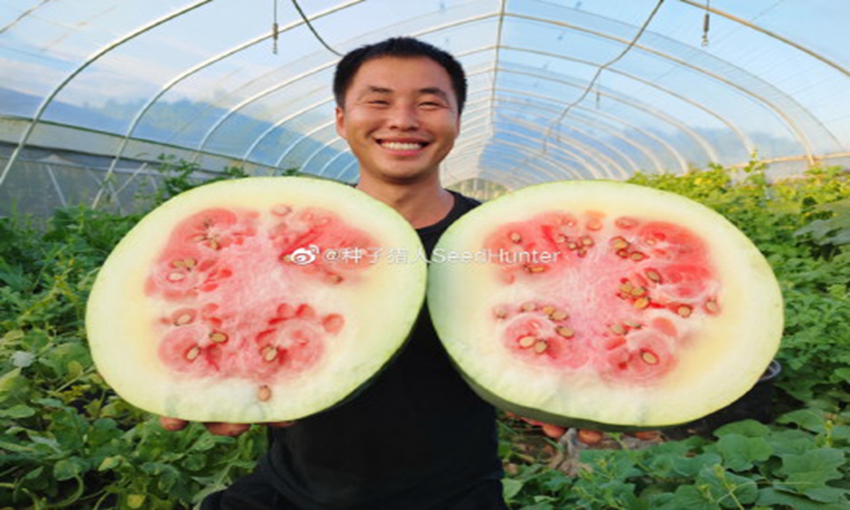A seed blogger announced on China's Twitter-like social platform Sina Weibo on Saturday that he planted a high-quality watermelon variety from the early 20th century, which turned out to be not as delicious as watermelons of nowadays and was disliked even by pigs. Photo: A photo posted by the blogger on Sina Weibo