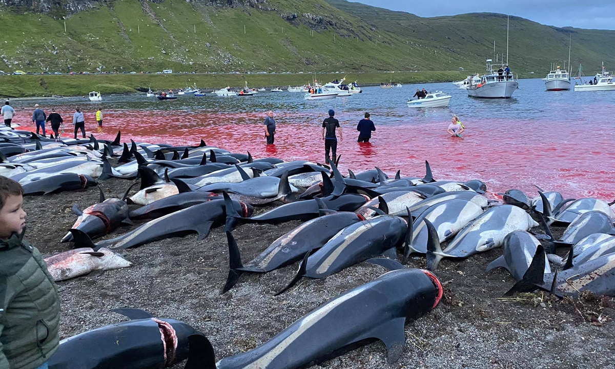 White-sided dolphins killed at Faroe Islands Photo: VCG 