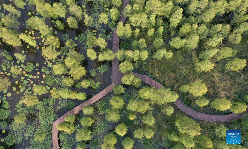 Aerial photo taken on Sept. 14, 2021 shows a view of the Chishan Lake National Wetland Park in Chuzhou, east China's Anhui Province. After years of ecological restoration, the Chishan Lake National Wetland Park has become a paradise of birds and fowls.(Photo: Xinhua)