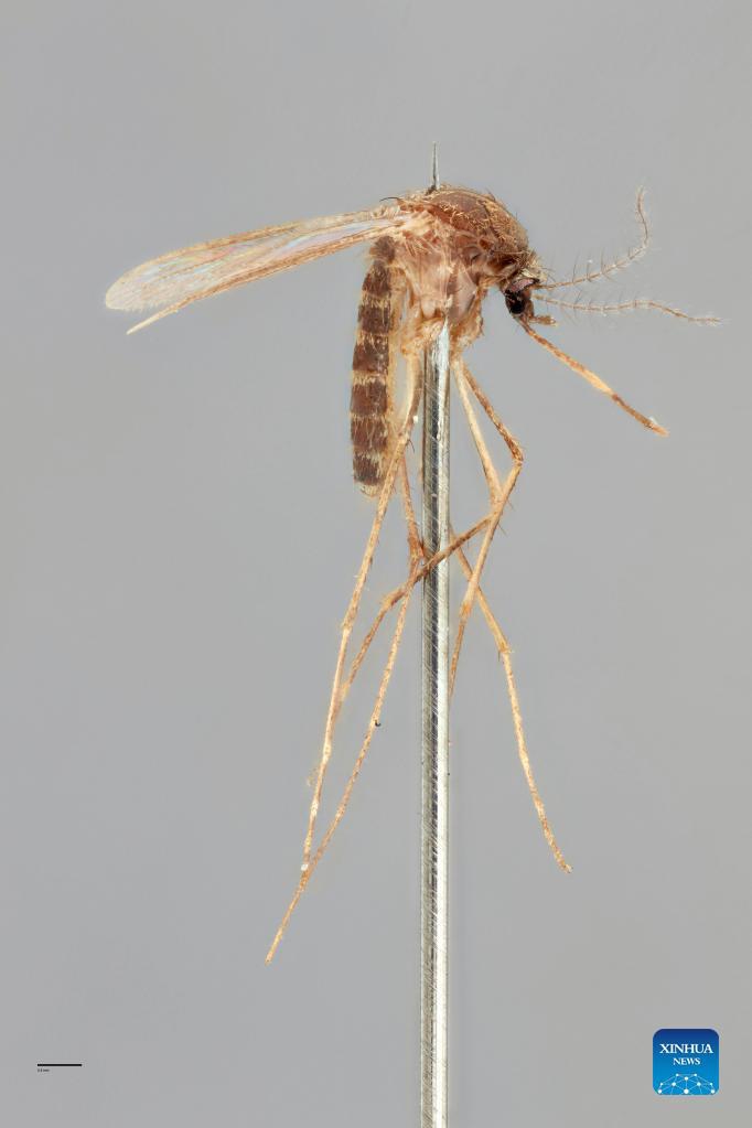 Photo provided by the Commonwealth Scientific and Industrial Research Organization (CSIRO) on Sept. 15, 2021 shows an exotic species of mosquito. Australia's national science agency revealed that it has named 150 new species in the last 12 months. The CSIRO on Wednesday released a list of the species it has named, including 13 new types of soldier fly.Photo: Xinhua