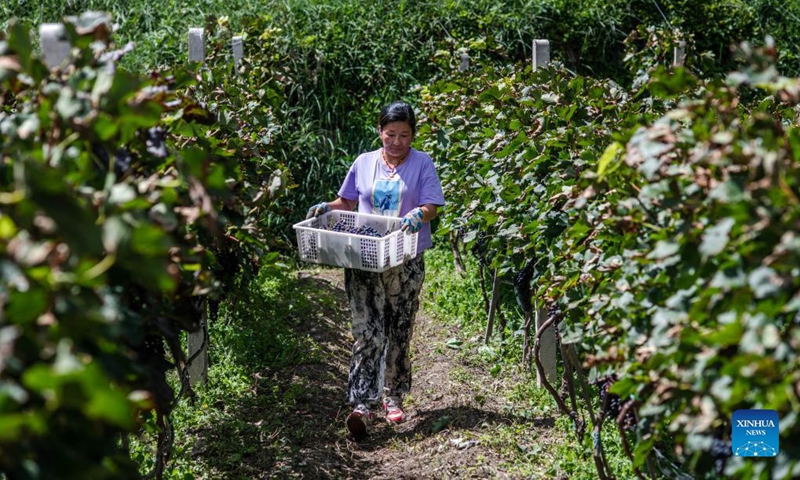 A woman carries grapes in Deqin County, southwest China's Yunnan Province, Sept. 14, 2021. The grape industry has helped promote the rural development and increase the incomes of the locals. Photo: Xinhua