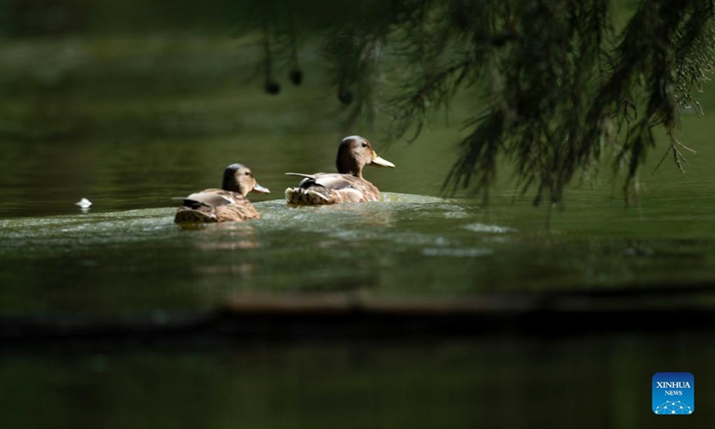Birds are seen at the Chishan Lake National Wetland Park in Chuzhou, east China's Anhui Province, Sept. 14, 2021. After years of ecological restoration, the Chishan Lake National Wetland Park has become a paradise of birds and fowls. (Photo: Xinhua)