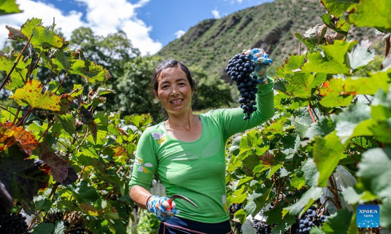 A woman displays grapes in Deqin County, southwest China's Yunnan Province, Sept. 14, 2021. The grape industry has helped promote the rural development and increase the incomes of the locals. Photo: Xinhua
