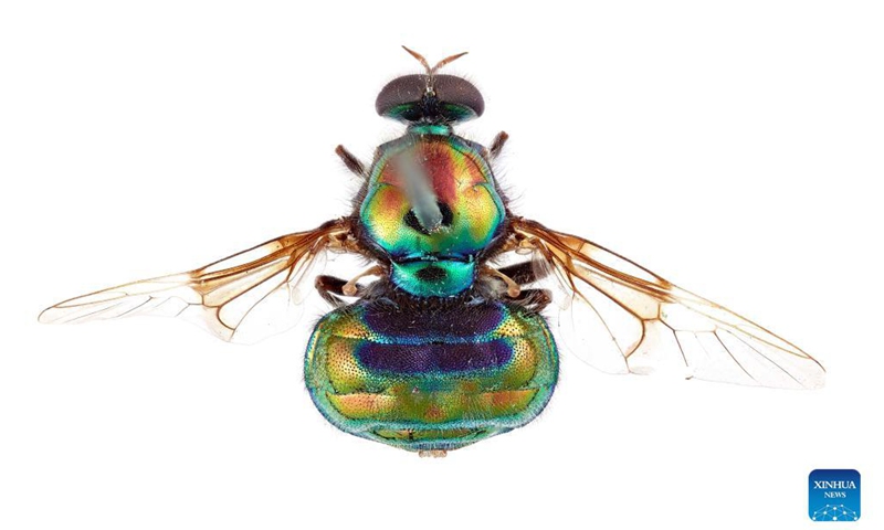 Photo provided by the Commonwealth Scientific and Industrial Research Organization (CSIRO) on Sept. 15, 2021 shows the view from above of the new opal thorn soldier fly. Australia's national science agency revealed that it has named 150 new species in the last 12 months. The CSIRO on Wednesday released a list of the species it has named, including 13 new types of soldier fly.Photo: Xinhua