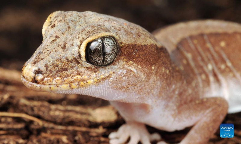 Photo provided by the Commonwealth Scientific and Industrial Research Organization (CSIRO) on Sept. 15, 2021 shows a lizard. Australia's national science agency revealed that it has named 150 new species in the last 12 months. The CSIRO on Wednesday released a list of the species it has named, including 13 new types of soldier fly.Photo: Xinhua