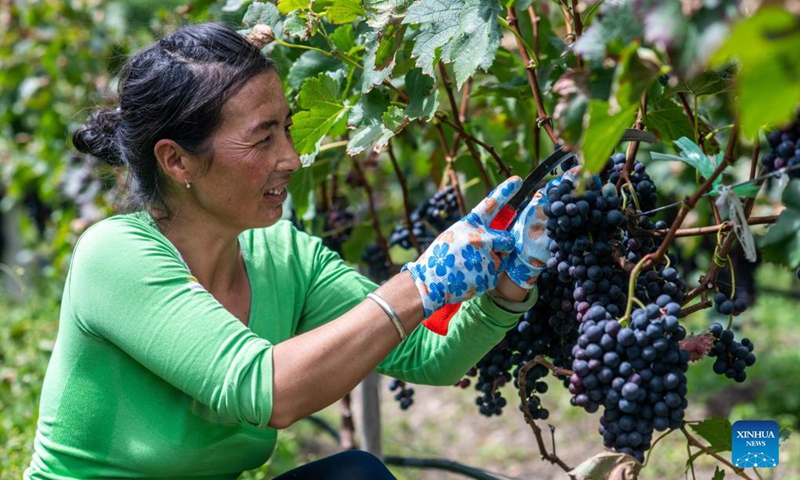 A woman harvests grapes in Deqin County, southwest China's Yunnan Province, Sept. 14, 2021. The grape industry has helped promote the rural development and increase the incomes of the locals.Photo: Xinhua