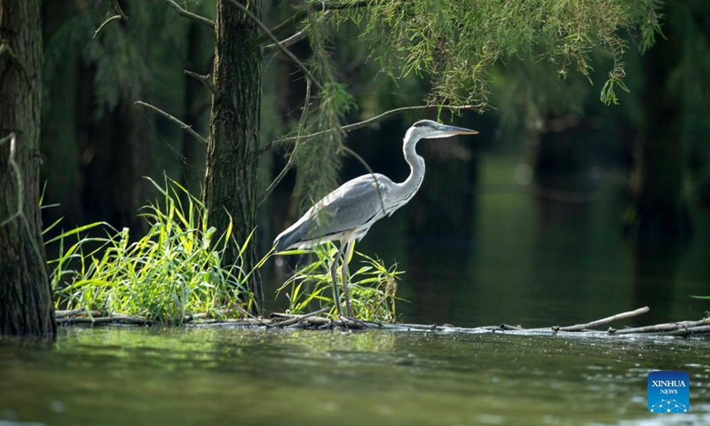 A bird rests at the Chishan Lake National Wetland Park in Chuzhou, east China's Anhui Province, Sept. 14, 2021. After years of ecological restoration, the Chishan Lake National Wetland Park has become a paradise of birds and fowls.(Photo: Xinhua)