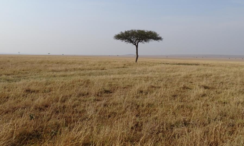 Photo shows the brown grassland at Maasai Mara National Reserve in southwestern Kenya, Aug. 30, 2021.  (Photo: Xinhua)