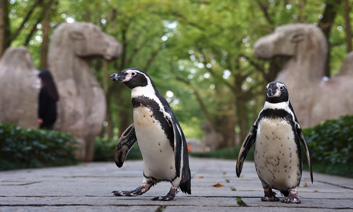 Two penguins, named Kangkang and Ningning, bred independently by an underwater world park in Nanjing, East China's Jiangsu Province, walk around the park for outdoor exercise on Friday. Photo: IC