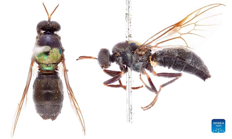 Photo provided by the Commonwealth Scientific and Industrial Research Organization (CSIRO) on Sept. 15, 2021 shows a newly named soldier fly. Australia's national science agency revealed that it has named 150 new species in the last 12 months. The CSIRO on Wednesday released a list of the species it has named, including 13 new types of soldier fly.Photo: Xinhua