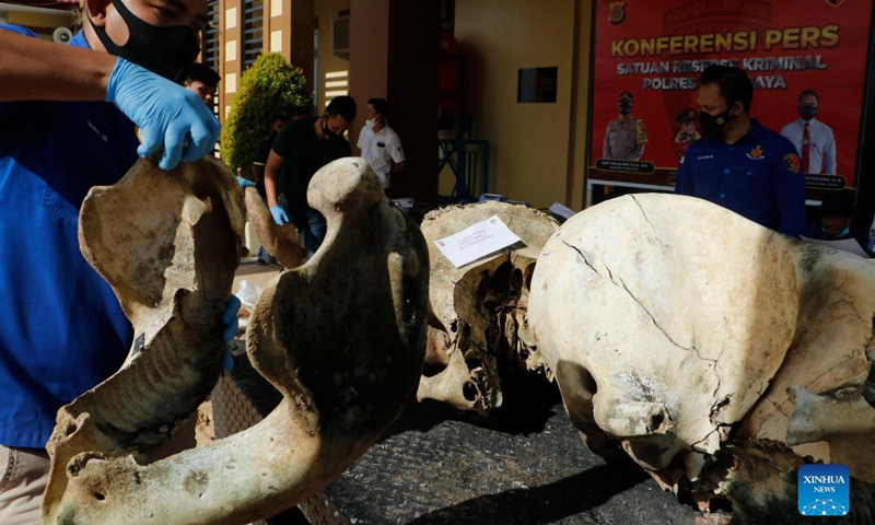 An Indonesian police officer holds a skeleton of Sumatran elephant during a press conference at Aceh Jaya, Aceh Province, Indonesia, Sept. 15, 2021. Aceh Jaya police arrested 11 suspects for illegal traffic of Sumatran elephants' skeletons and ivory. (Photo: Xinhua)