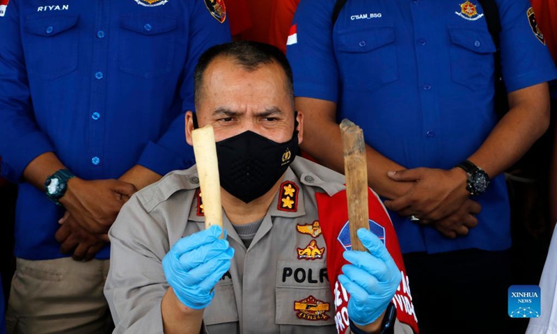 An Indonesian police officer holds ivory of Sumatran elephant during a press conference at Aceh Jaya, Aceh Province, Indonesia, Sept. 15, 2021. Aceh Jaya police arrested 11 suspects for illegal traffic of Sumatran elephants' skeletons and ivory. (Photo: Xinhua)