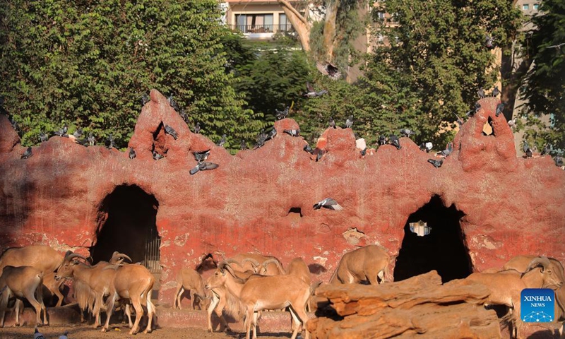 Photo taken on Sept. 18, 2021 shows barbary sheep at the Giza Zoo in Giza, Egypt. Opened in 1891 and as the largest zoo in Egypt and the Middle East, Giza Zoo is a main destination for Egyptian families with their children on holidays. (Xinhua/Wang Dongzhen)