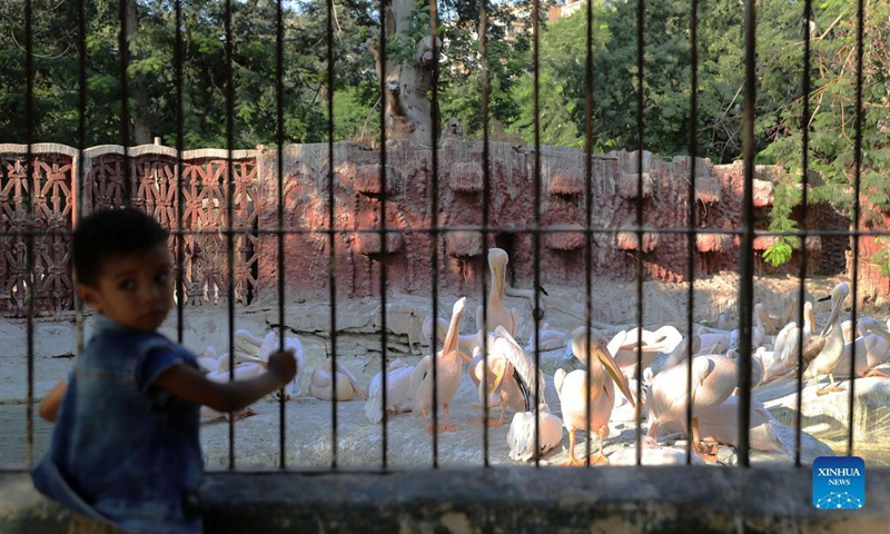 Photo taken on Sept. 18, 2021 shows pelicans at the Giza Zoo in Giza, Egypt. Opened in 1891 and as the largest zoo in Egypt and the Middle East, Giza Zoo is a main destination for Egyptian families with their children on holidays. (Xinhua/Wang Dongzhen)