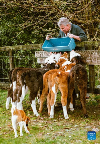 A farmer feeds calves with milk in Fox Glacier township in New Zealand, Sept 11, 2021. New Zealand's largest city Auckland will relax restrictions by moving to COVID-19 Alert Level 3 at 11:59 p.m. on Tuesday for at least two weeks, as the country reported 22 new Delta community cases on Monday.(Photo: Xinhua)