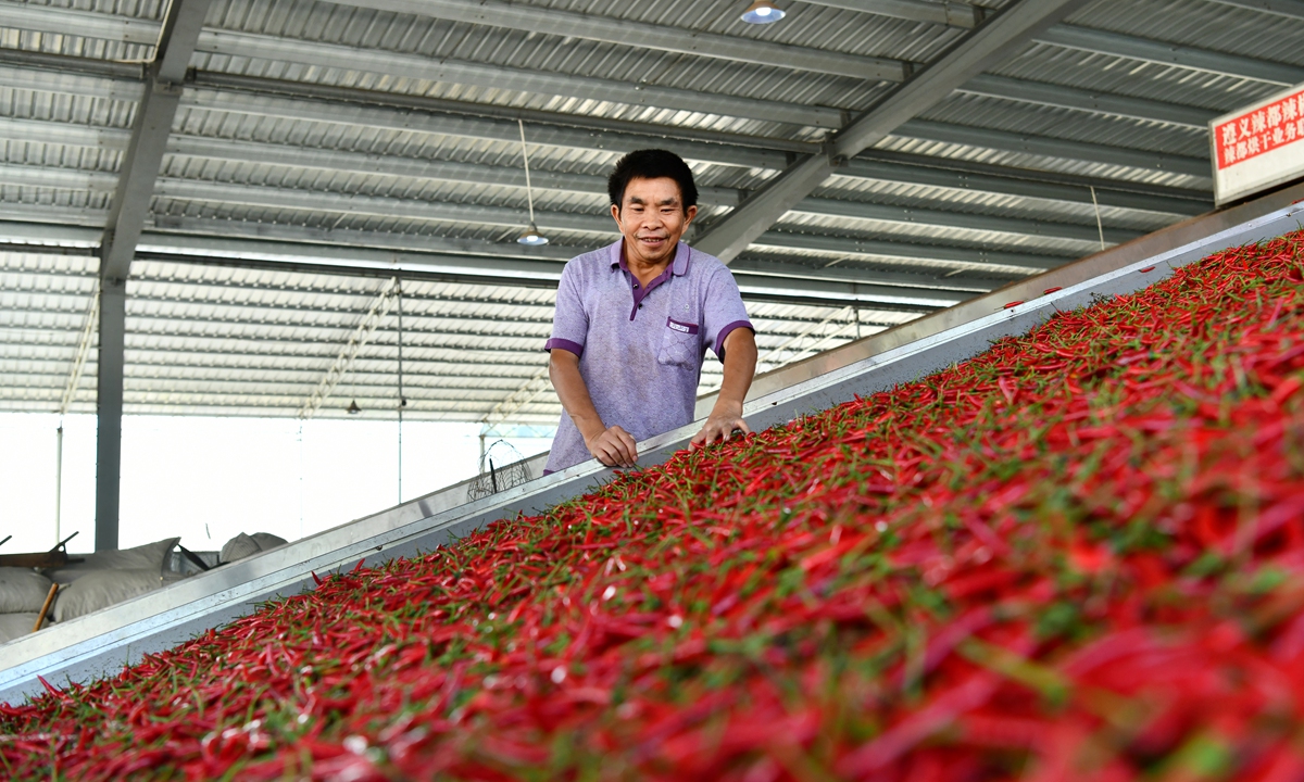 A farmer packs and processes peppers in Zunyi, Southwest China's Guizhou Province on Wednesday. Autumn is traditionally the harvest season for the crop. As of July, the output of peppers in Zunyi reached 80,000 tons, with a value of 300 million yuan ($46.41 million). Photo: cnsphotos