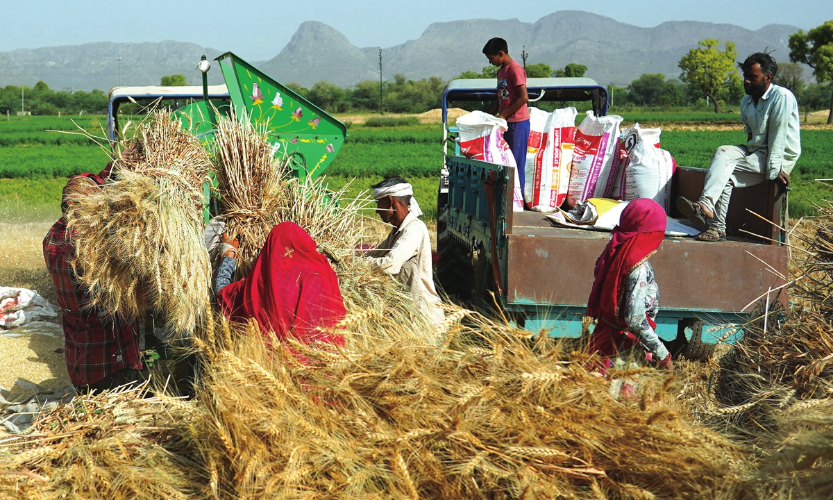Indian farmers thresh harvested wheat crop in the Outskirts Of Ajmer, Indian on April 9. Photo: AFP