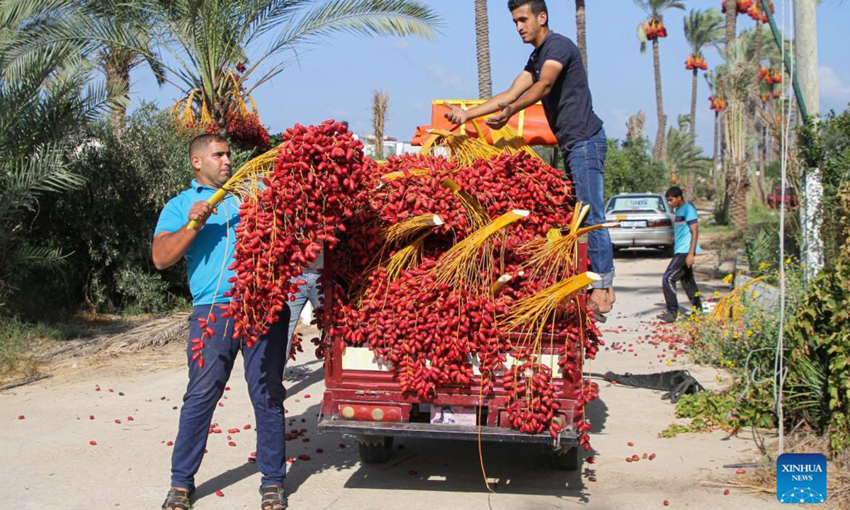 Farmers harvest dates from date palm trees during the harvest season in Dir Al Balah city, central Gaza Strip, on Sept. 23, 2021. (Photo by Rizek Abdeljawad/Xinhua)