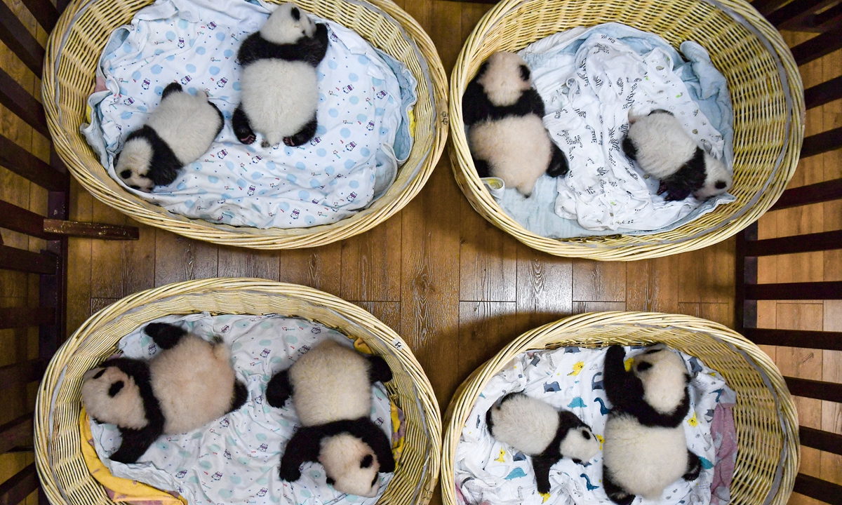 Eight panda cubs born this year in the Shenshuping Giant Panda Base in Aba Tibetan Autonomous Prefecture in Southwest China's Sichuan Province are photographed lying in baskets on Wednesday. This is the first group photo of them. Photo: VCG