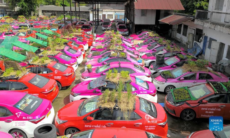 Photo taken on Sept. 24, 2021 shows taxis used to grow vegetables at a parking lot in Bangkok, Thailand. At a parking lot on the outskirts of Bangkok, hundreds of taxis were out of service for more than a year due to the COVID-19 epidemic. Taxi company staff piled soil on the roof and hood of these cars to grow vegetables and distributed them to employees and unemployed drivers.Photo:Xinhua